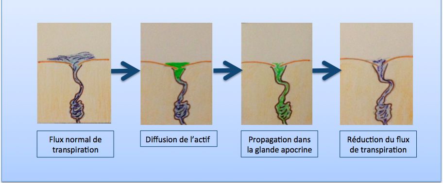 mecanisme transpiration mecanisme transpiration